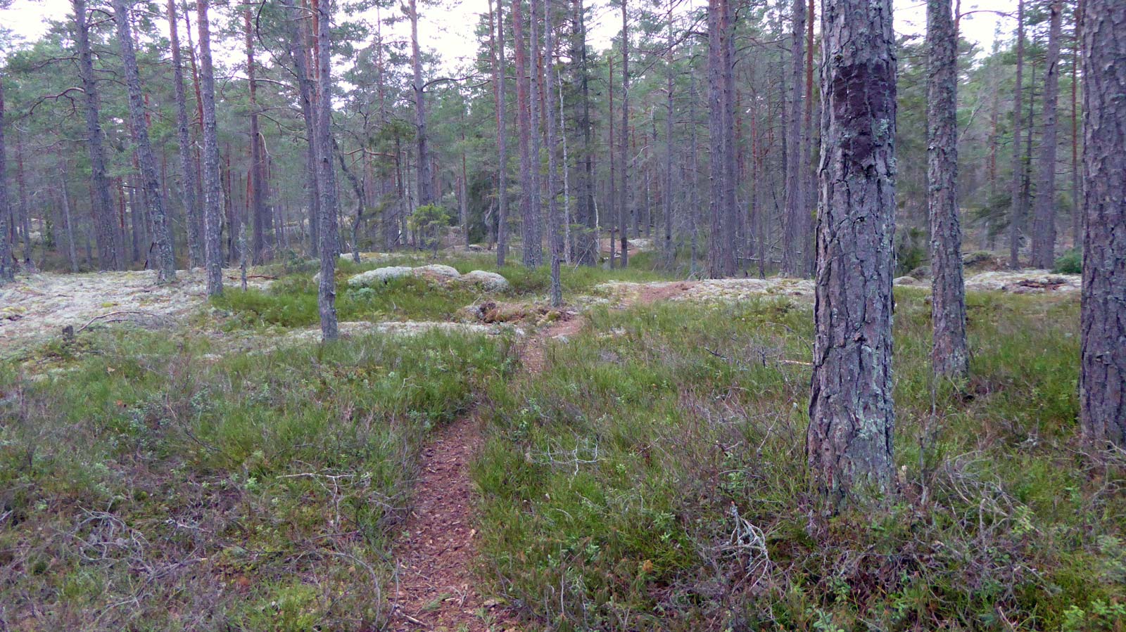 Den omarkerade stigen från Årsjön mot nordväst (Från vandring Tyresta kort rundtur 2016-12-29 10 km)