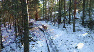 Booleden mellan Eriksvik och Velamsund består av trevlig skogsvandring