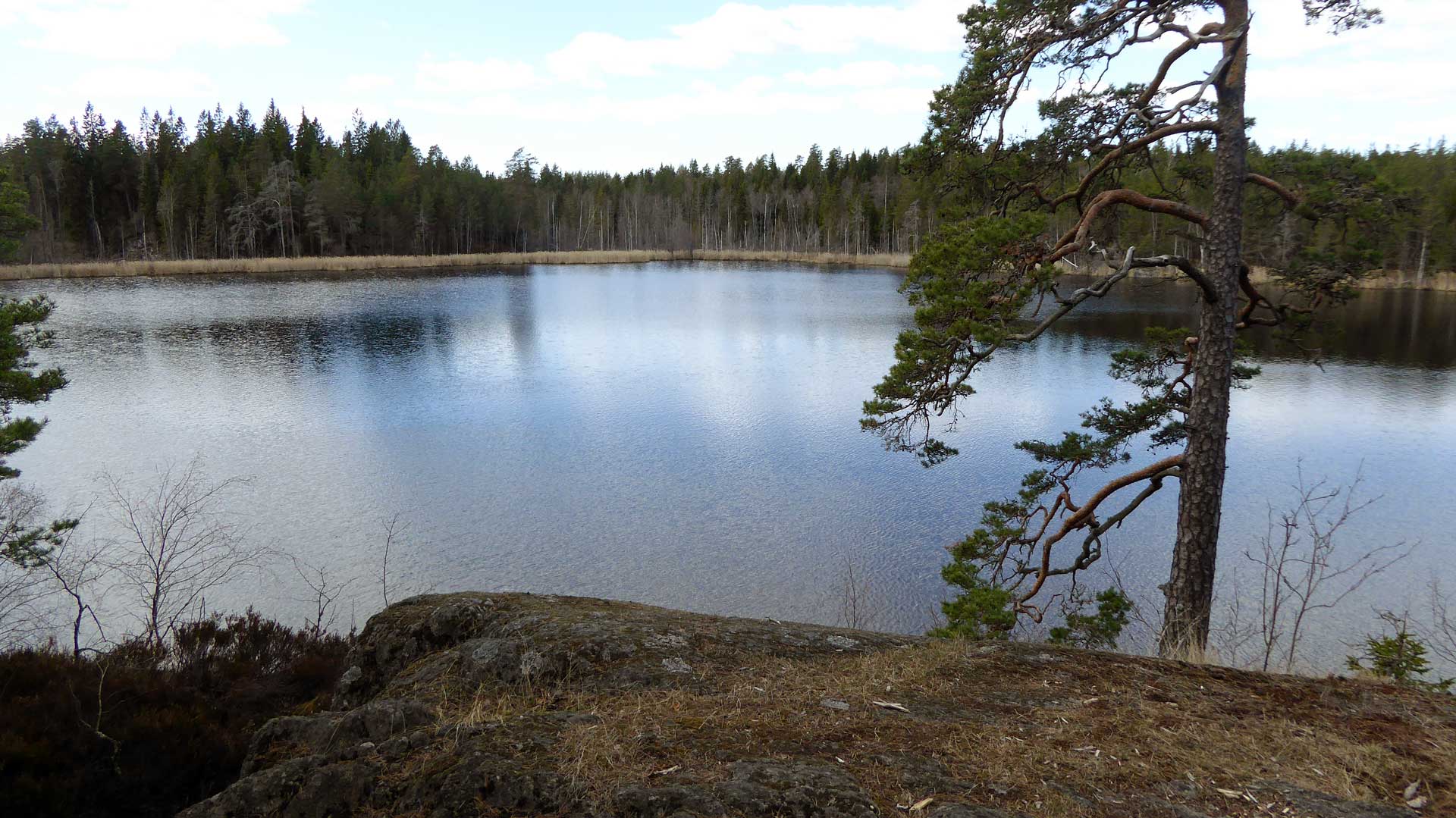 Kvarnsjöns Kärrsjö - populärt tillhåll för bävrar