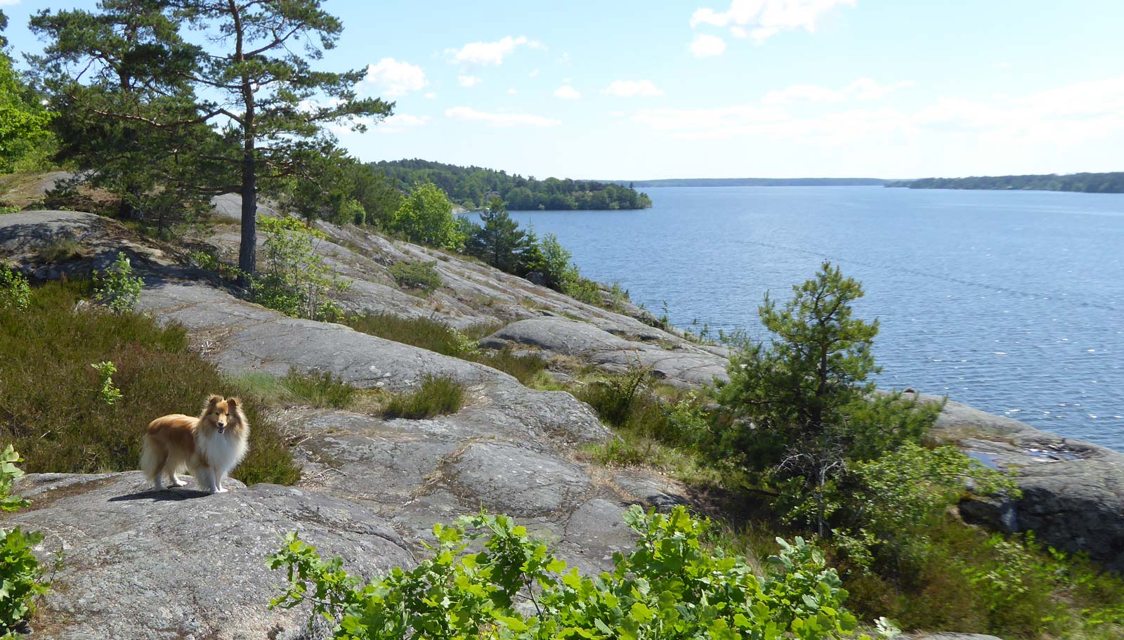 Söder om Gåseborg, med utsikt ner mot Hässelby (Från vandring Kallhäll-Backlura 2017-06-14 13 km)