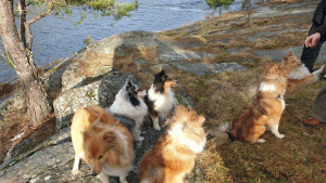 Shetland Sheepdogs (från sheltiepromenad Stora Sköndal runt Flaten och tillbaka 2020-02-12)