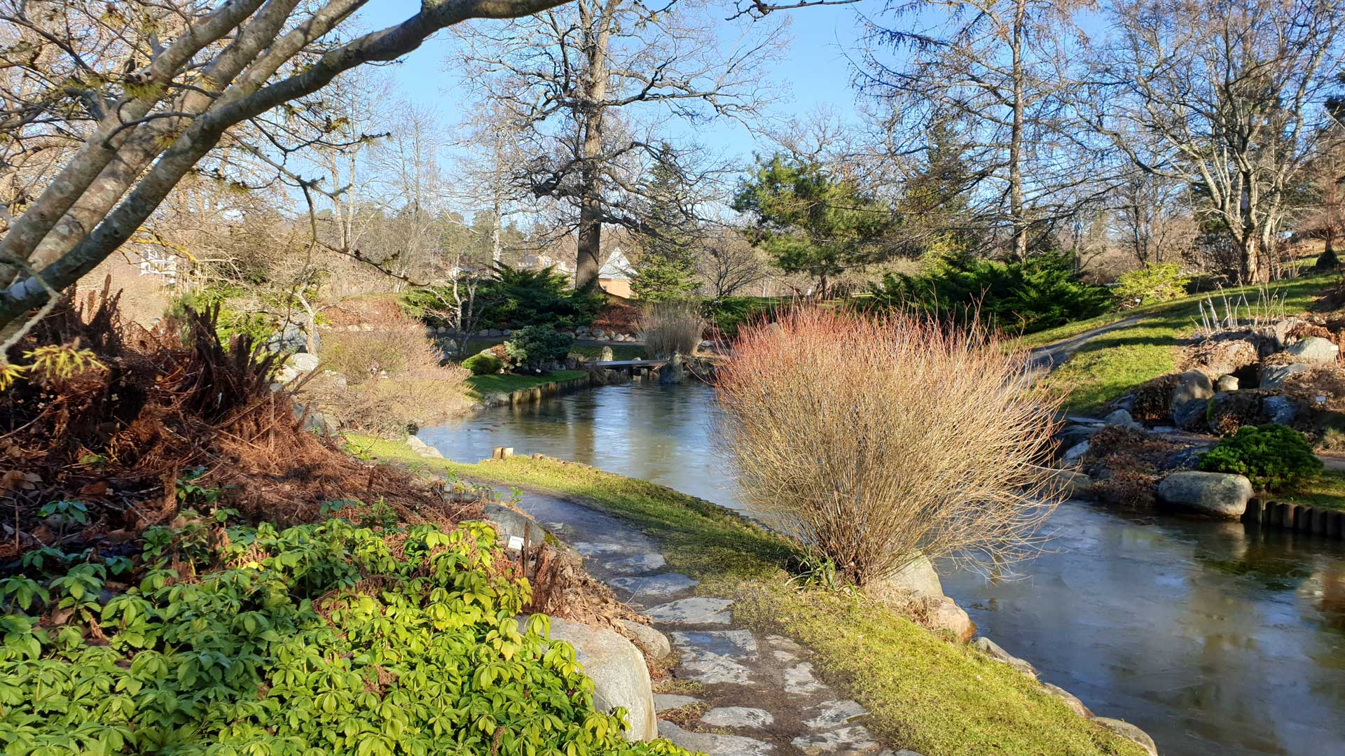 Bergianska, japanska trädgården (från vandring Tekniska Högskolan-Östervägen 2020-03-06)