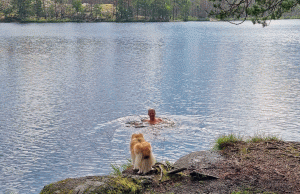 Bad i Långsjön, vid vindskyddet Sameslingan