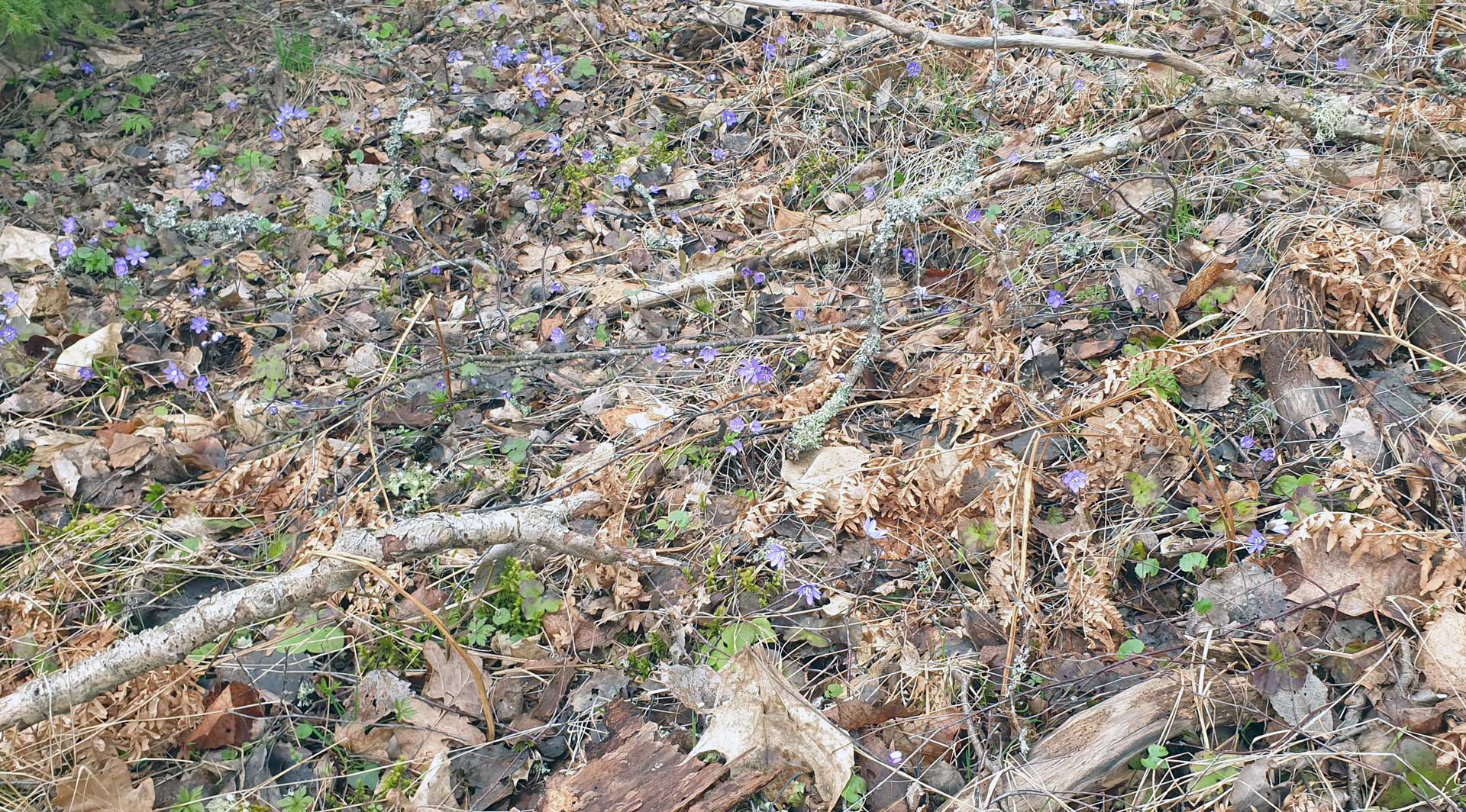 Under dagen såg vi mycket vårblommor - blåsippor, tussilago och litet vitsippor