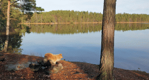 Akaren, utsikt mot den soliga nordvästra udden