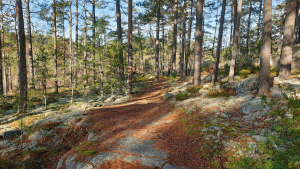 Vandringen mellan Vattgruvmossen och Järna går till stor del över öppna vackra hällmarker