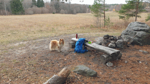 Fika intill Trollskogen, med utsikt ner mot Moraån