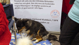Isländsk fårhund - en stark kandidat, och vi tyckte mycket om hunden på mässan