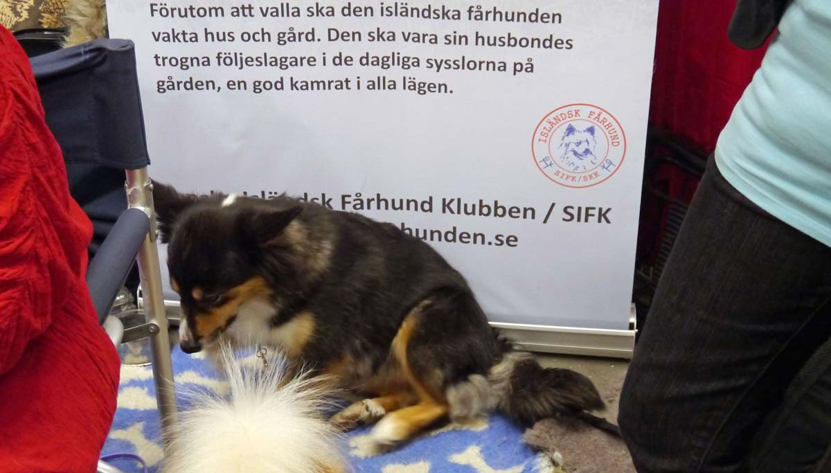 Isländsk fårhund - en stark kandidat, och vi tyckte mycket om hunden på mässan