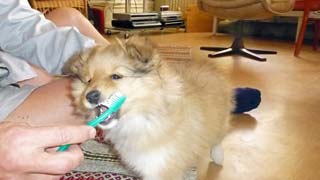 Invänjning av tandborstning för hundvalp