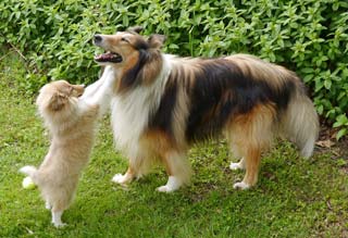 <span lang="en">The older collie is more interested in the master than our puppy</span>