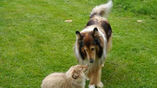 It is interesting to study both dogs` body language. I think this is invaluable social training
				