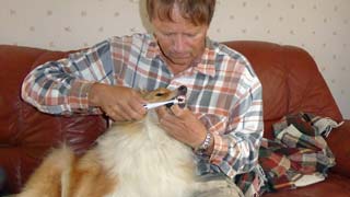 Toothbrushing of dog with electric toothbrush