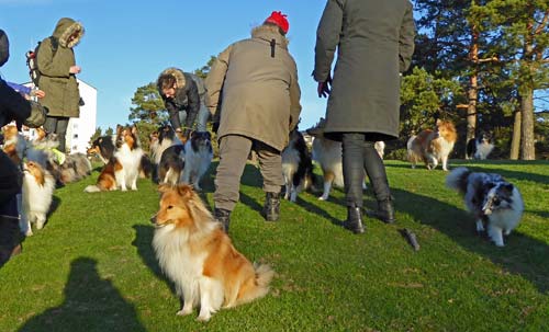 Sheltie get-together, Lava in foreground