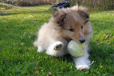 <span lang="en">May 9 2013 - Our sheltie Lava is 10 weeks old, and visits our summerplace on Tynningö for the first time</span>