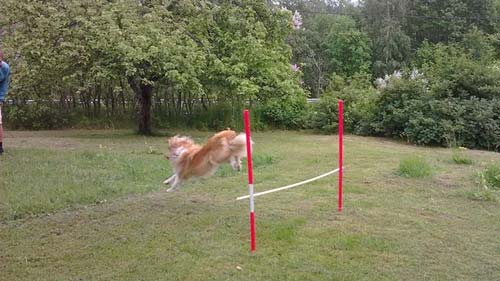 <span lang="en">Simple high jump obstacle for agility, where the posts are just stuck in the lawn
		</span>