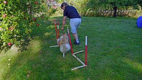Agility slalom hurdles. Simple wooden crosses of moldings pair the sticks two and two
			