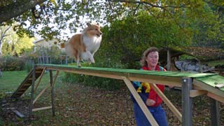 Agility practising at our home made agility path - balance beam