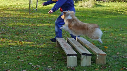 Agility long jump. We have so far used three boards - possibly enough for our dog`s size class
			