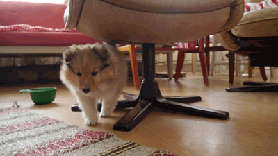 Shetland Sheepdog puppy on a journey of discovery in her new home