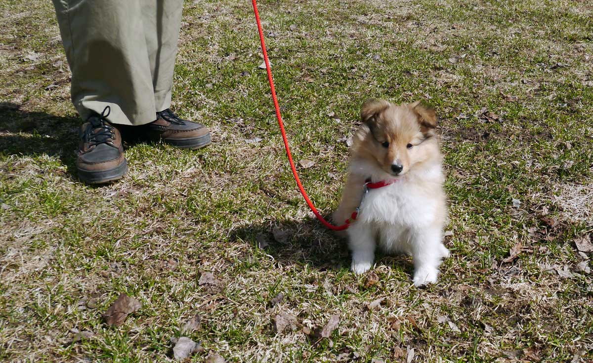 <span lang="en">Our Sheltie Lava - typical walking posture during the first puppy period</span>