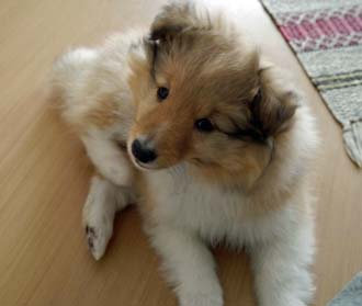 Our sheltie Lava as puppy