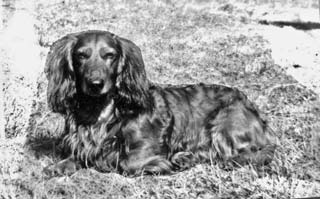 <span lang="en">Utti (Jansjöborgs Uttz) - our beloved, wise and fine dachshund </span>